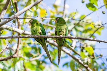 Fototapeta premium Cuban Parakeet , Aratinga euops, an endemic species of Cuba