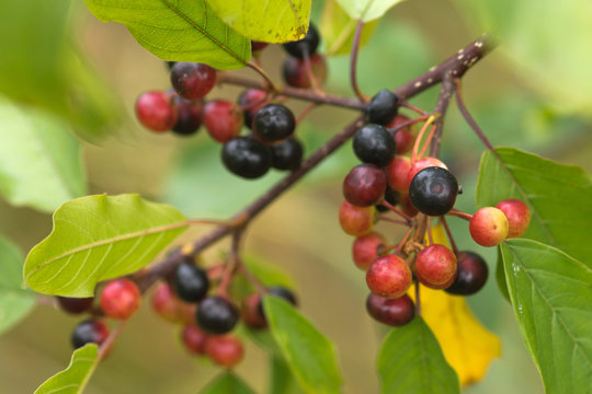 Alder Buckthorn