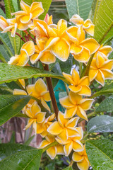 Obraz premium fleurs de frangipanier, plumeria orange