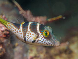 blow fish