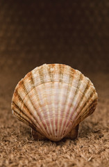 Scallop over straw background