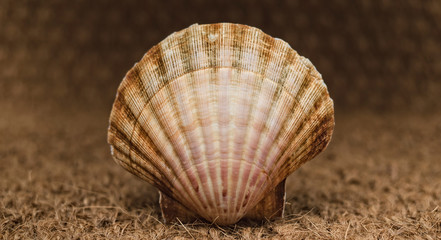 Scallop over straw background
