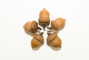 Many  acorns  with caps on over white