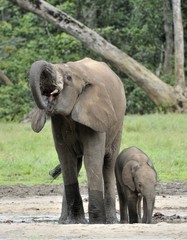 Obraz premium The elephant calf with elephant cow The African Forest Elephant, Loxodonta africana cyclotis. At the Dzanga saline (a forest clearing) Central African Republic, Dzanga Sangha