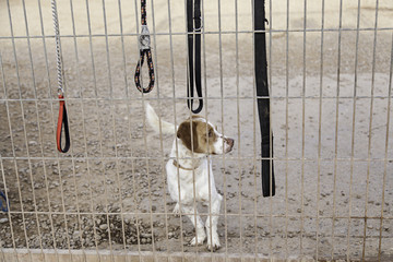 Dog kennel abandonment