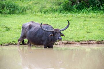 Wild water buffalo bathing in lake, Yala National Park, Sri Lanka