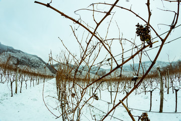 Wachau im Winter1