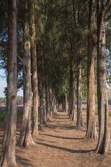 Walk way inside pine tree