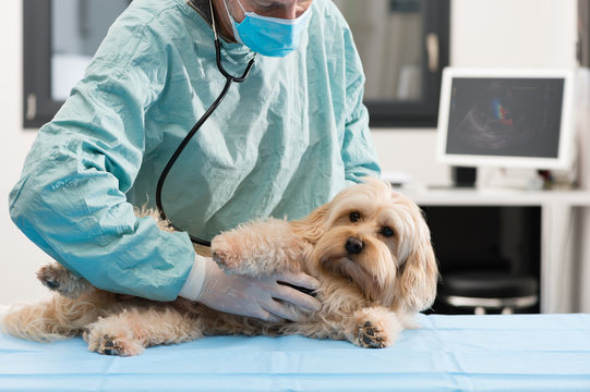 Vétérinaire et chien échographie