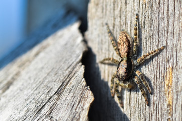 Spider's composition