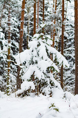 snowy winter woods