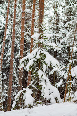 Fototapeta premium snowy winter woods