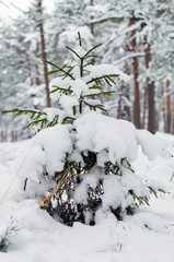 snowy winter woods