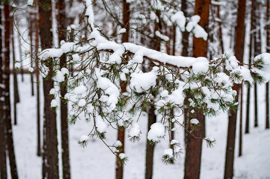 Fototapeta snowy winter woods