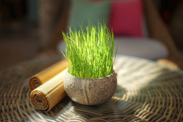 Fresh lemongrass in a pot on a rattan table