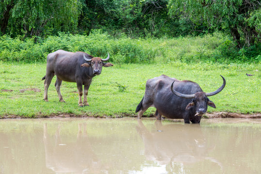 Wild Water Buffalo Bathing In Lake, Yala National Park, Sri Lanka