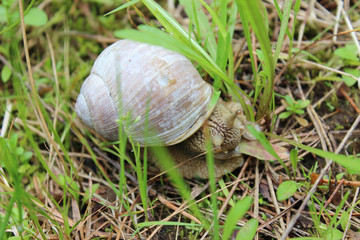 snail crawling in the green grass