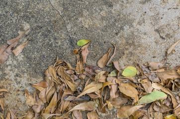 Dry leaves on dirty cement floor