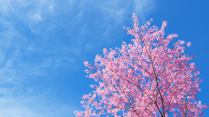Spring Sakura Cherry Blossom