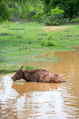 Fototapeta premium Wild water buffalo bathing in lake, Yala National Park, Sri Lanka
