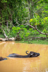 Wild water buffalo bathing in lake, Yala National Park, Sri Lanka