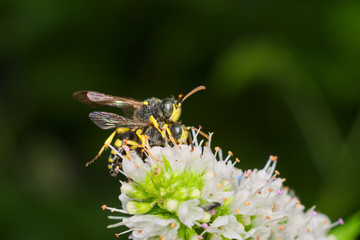 Couple of common wasp (Vespula vulgaris) mating on a white flower
