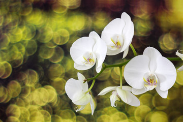 Beautiful white orchid - phalaenopsis