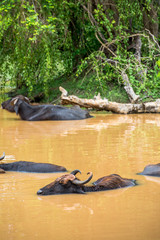 Fototapeta na wymiar Wild water buffalo bathing in lake, Yala National Park, Sri Lanka