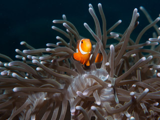 Fototapeta na wymiar anemoe fish
