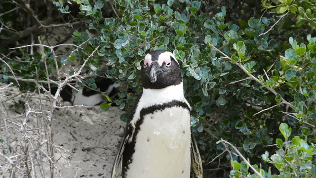 African Penguin (spheniscus demersus) in the wild in South Africa near Cape Town in high definition footage