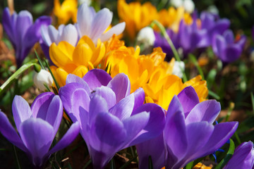 Crocus jaunes violets et blancs en fleurs