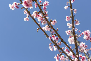Cherry blossom, sakura flowers