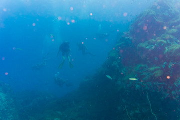 Naklejka na ściany i meble Diver blue water scuba diving at Shark island of Koh tao
