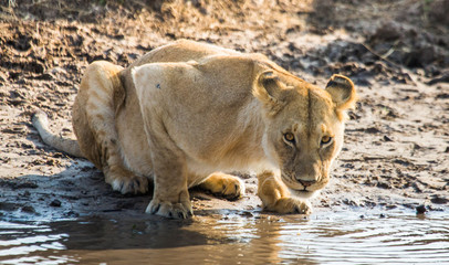 Naklejka na ściany i meble Lioness drinking water from puddles. Kenya. Tanzania. Maasai Mara. Serengeti. An excellent illustration.