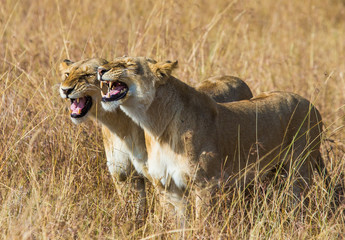 Two lionesses in the Savannah. National Park. Kenya. Tanzania. Masai Mara. Serengeti. An excellent illustration.