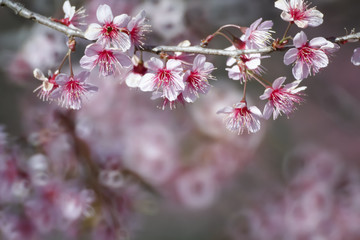 Cherry blossom, sakura flowers