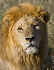 Portrait of a male lion. Kenya. Tanzania. Maasai Mara. Serengeti. An excellent illustration.