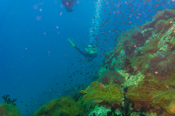 Naklejka na ściany i meble Scuba diving on coral reef in sea