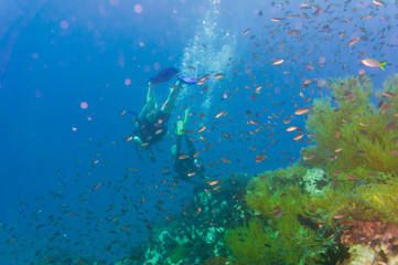 Fototapeta na wymiar Scuba diving on coral reef in sea