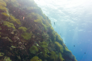 Naklejka na ściany i meble Coral reef covered in hard corals