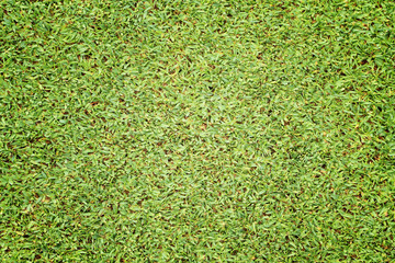 Fototapeta premium Beautiful green grass texture