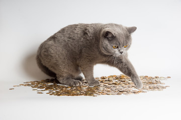 Жадный кот - кот с деньгами