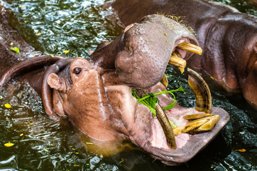 Hippopotamus,It's mouth open looking for food.