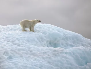 Polar bear in natural environment  