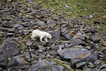 Plakat Polar bear in summer Arctic - Franz Josef Land 