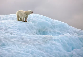 Crédence de cuisine en verre imprimé Ours polaire Ours polaire en milieu naturel
