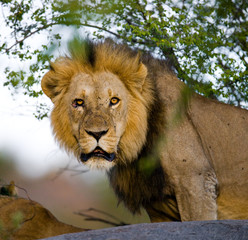 Obraz na płótnie Canvas Big male lion with gorgeous mane on a big rock. National Park. Kenya. Tanzania. Masai Mara. Serengeti. An excellent illustration.