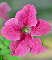 Pink Petunia hybrid flower in Rama 9 (local name) national garde