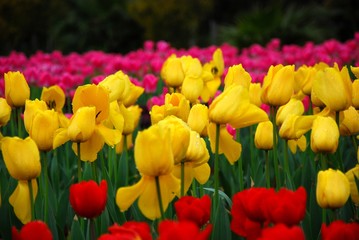 Beautiful tulips
