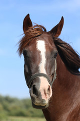 Head shot of a thoroughbred horse summer pasture